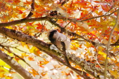 もみじのエナガ