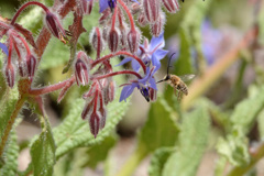 可愛い花 可愛い蜂