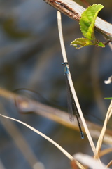 ホソミイトトンボ　かな？