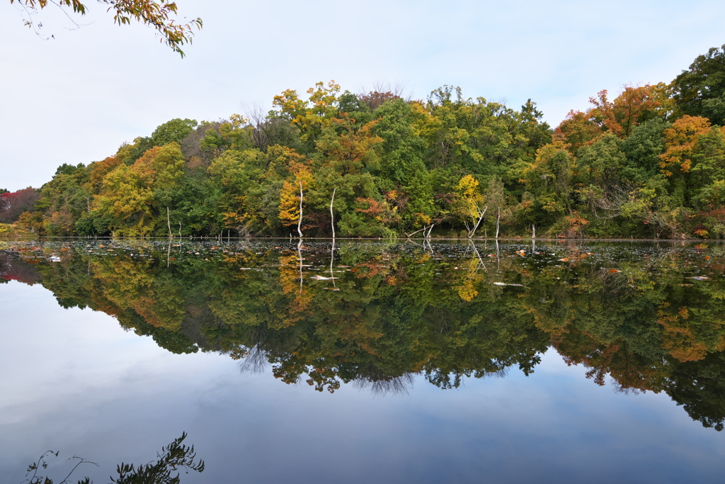 紅葉風景