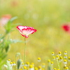 ポピー