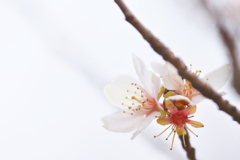 冬の桜