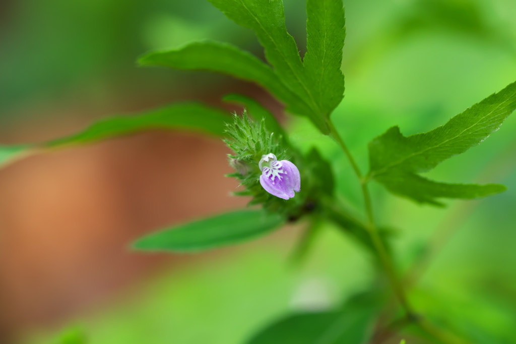 秋の小花