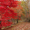 紅葉散策の路