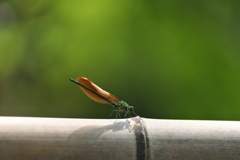 カワトンボ