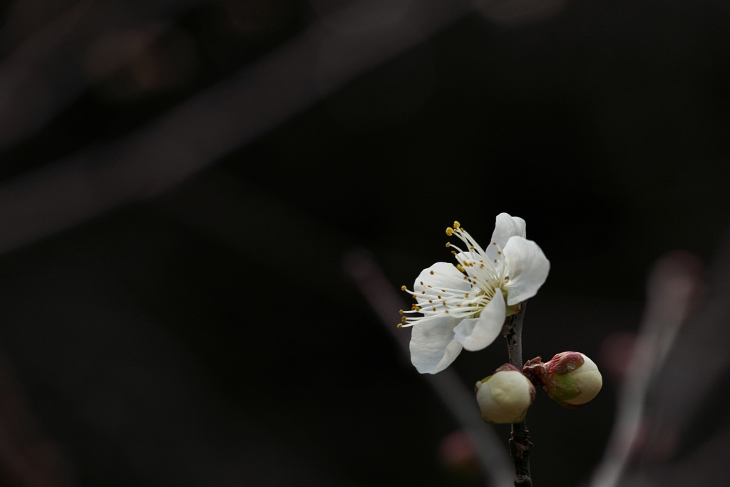 白梅