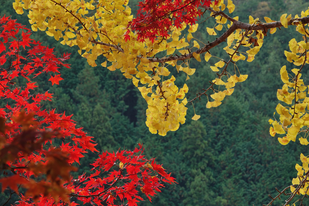 黄と紅