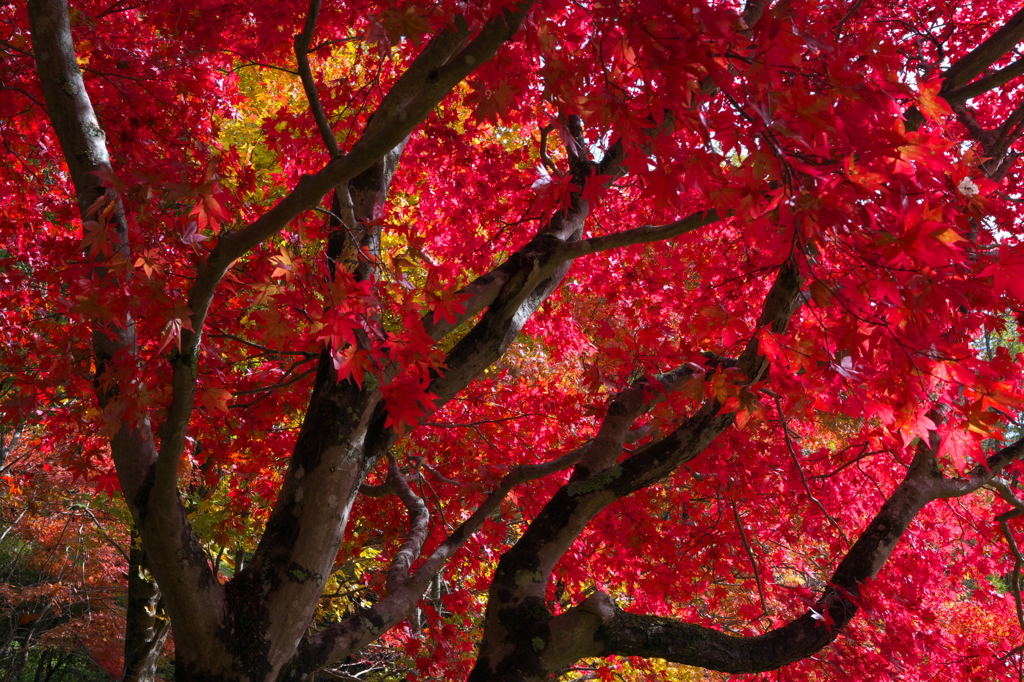 山は紅葉