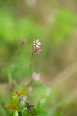 湿原の小花