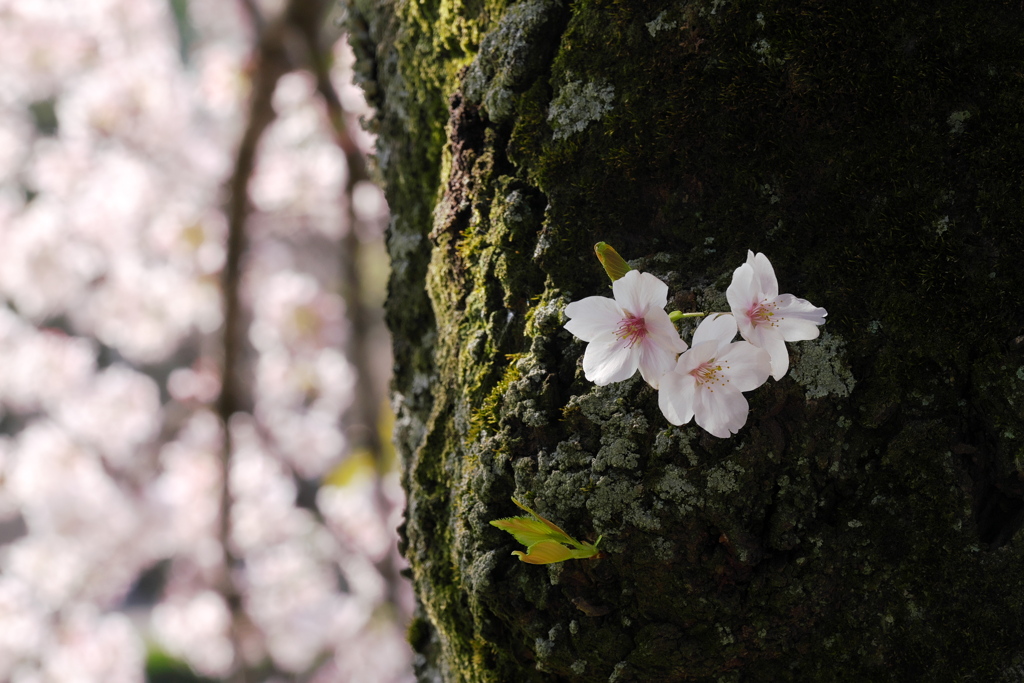 胴咲の桜