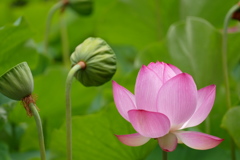 浄蓮の花