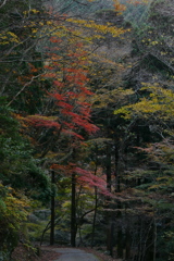 山道の紅葉