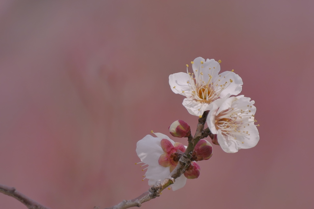 春染め白梅