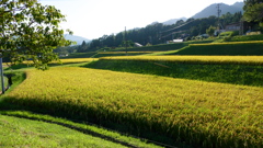 里山の黄金（こがね）