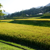 里山の黄金（こがね）