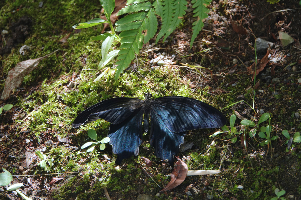 カラスアゲハ　羽化直後？