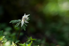 節分の花