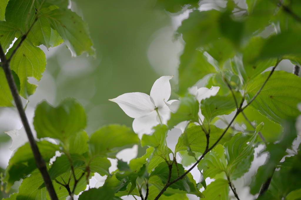 真っ白な花