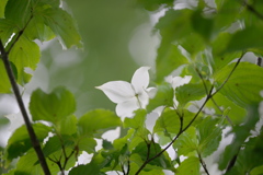 真っ白な花