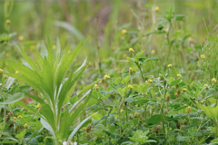 野の花