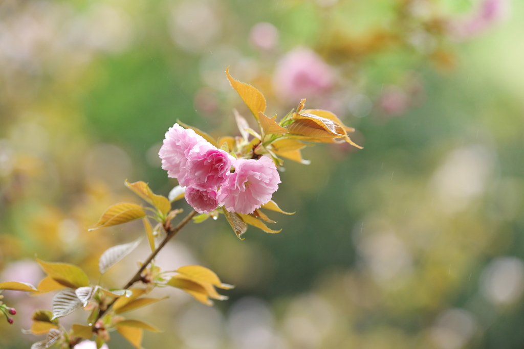 八重の桜