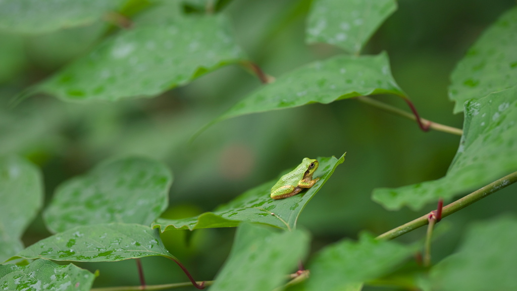 さっき、雨呼んでたね（＾＾）