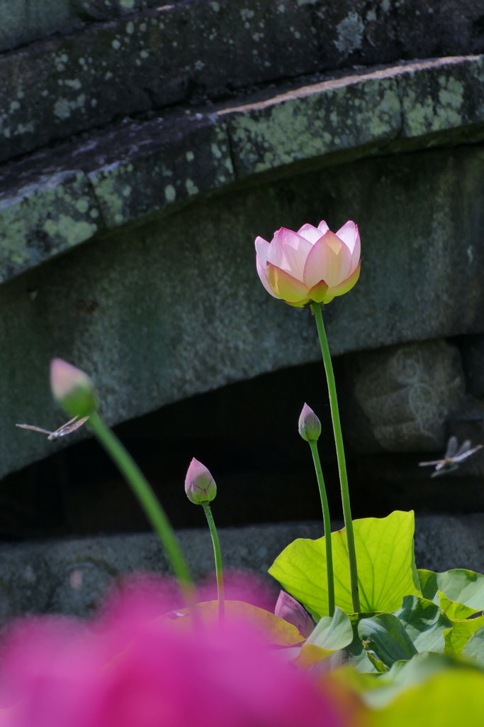 蓮花鬼ごっこ