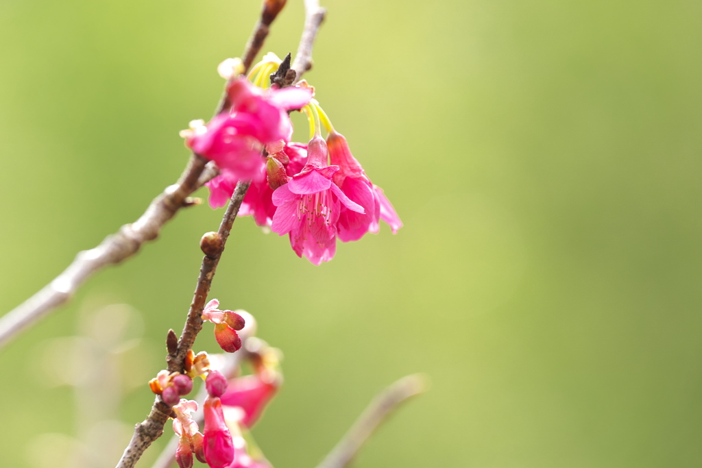 ひと足先の桜