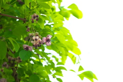 アケビ の花