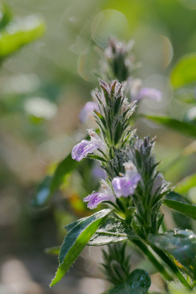 朝露の野花　キツネノマゴ