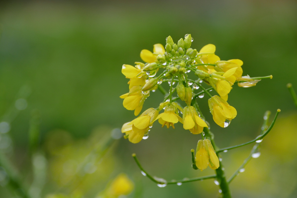 初冬の菜の花