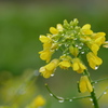 初冬の菜の花
