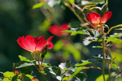 秋の日 赤い薔薇