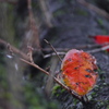 桜古木の紅葉（2）