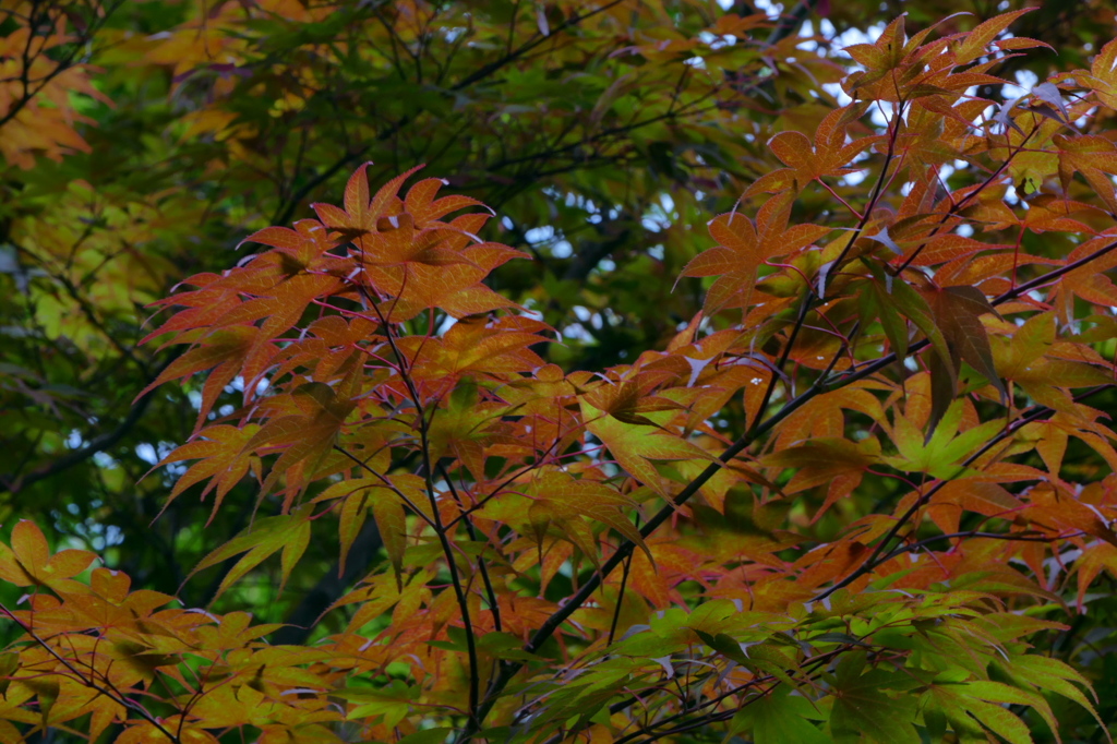 しっとり梅雨の紅い葉モミジ