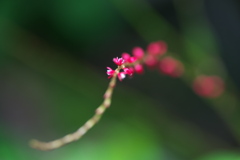 ミズヒキ