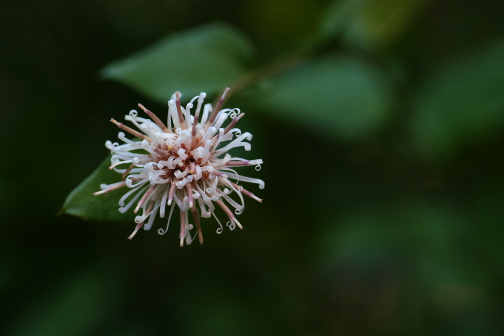 コウヤボウキの花