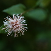 コウヤボウキの花