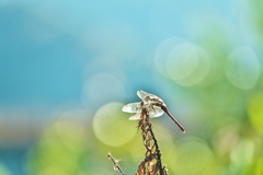 秋の日 赤トンボ