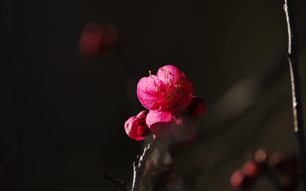 紅梅