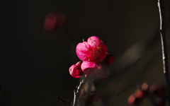 紅梅