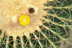 サボテンの花