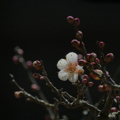 梅の花