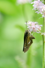 お隣の蜜｡｡｡甘そう (^_-)-☆