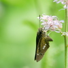 お隣の蜜｡｡｡甘そう (^_-)-☆