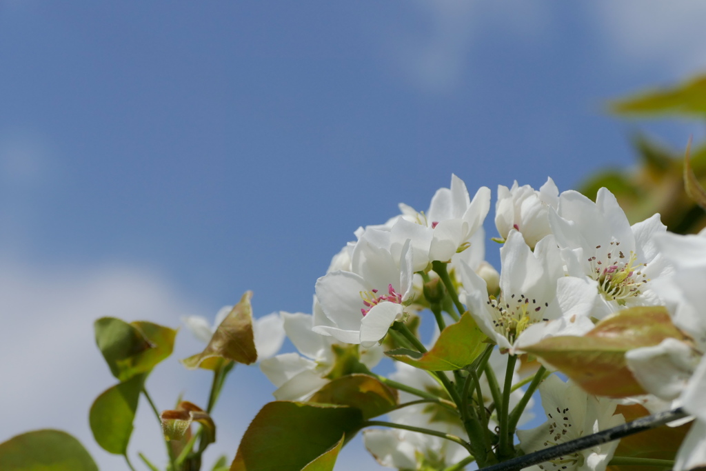 春日の梨花　