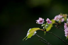 秋の山桜