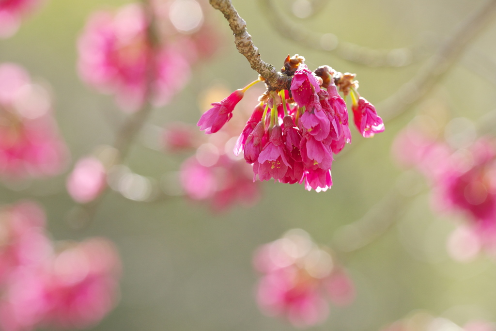 寒緋桜