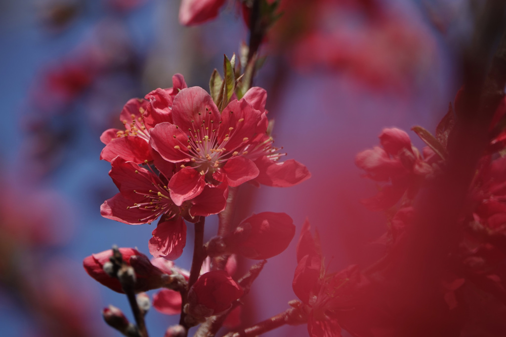 春の紅花