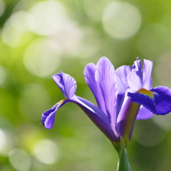 望郷の花菖蒲
